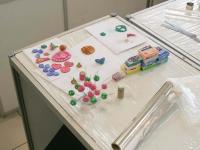 Мастер-класс по полимерной глине от компании Фредерик тм  Fimo