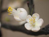 Презентация полимерной глины Deco Clay. Мастер Надежда Карпинская