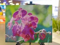 Раскрашивание по номерам  от тм Color Kit