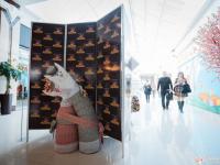 Наборы для изготовления игрушек Miadolla